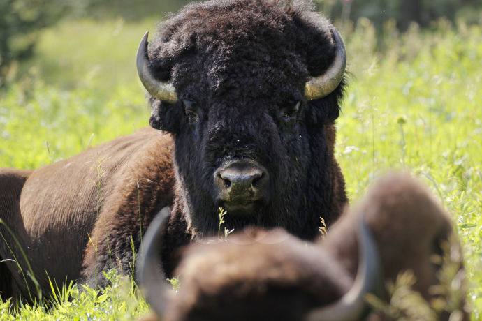  The American bison, which the Obama Administration recently named our national mammal, has a distressing history and promising future.Credit Photograph by Peter Fisher 