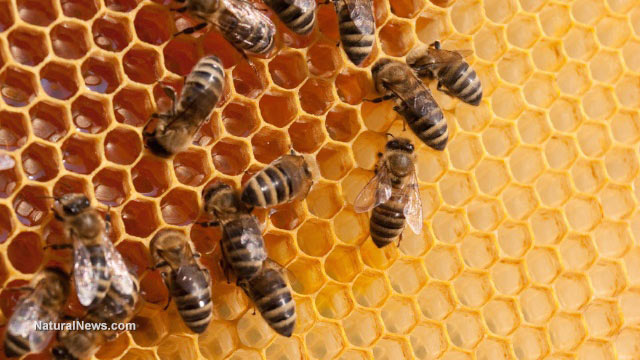 EPA knew pesticides were killing honeybees in the 1970s but punished those who spoke out