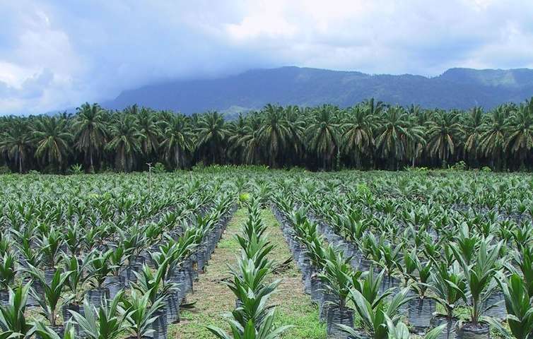 Norway nopalmoil