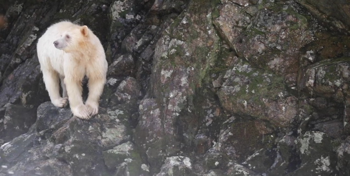 A white-furred Spirit bear in territory of the Kitasoo/Xai’xais First Nation. Video by Philip Charles.