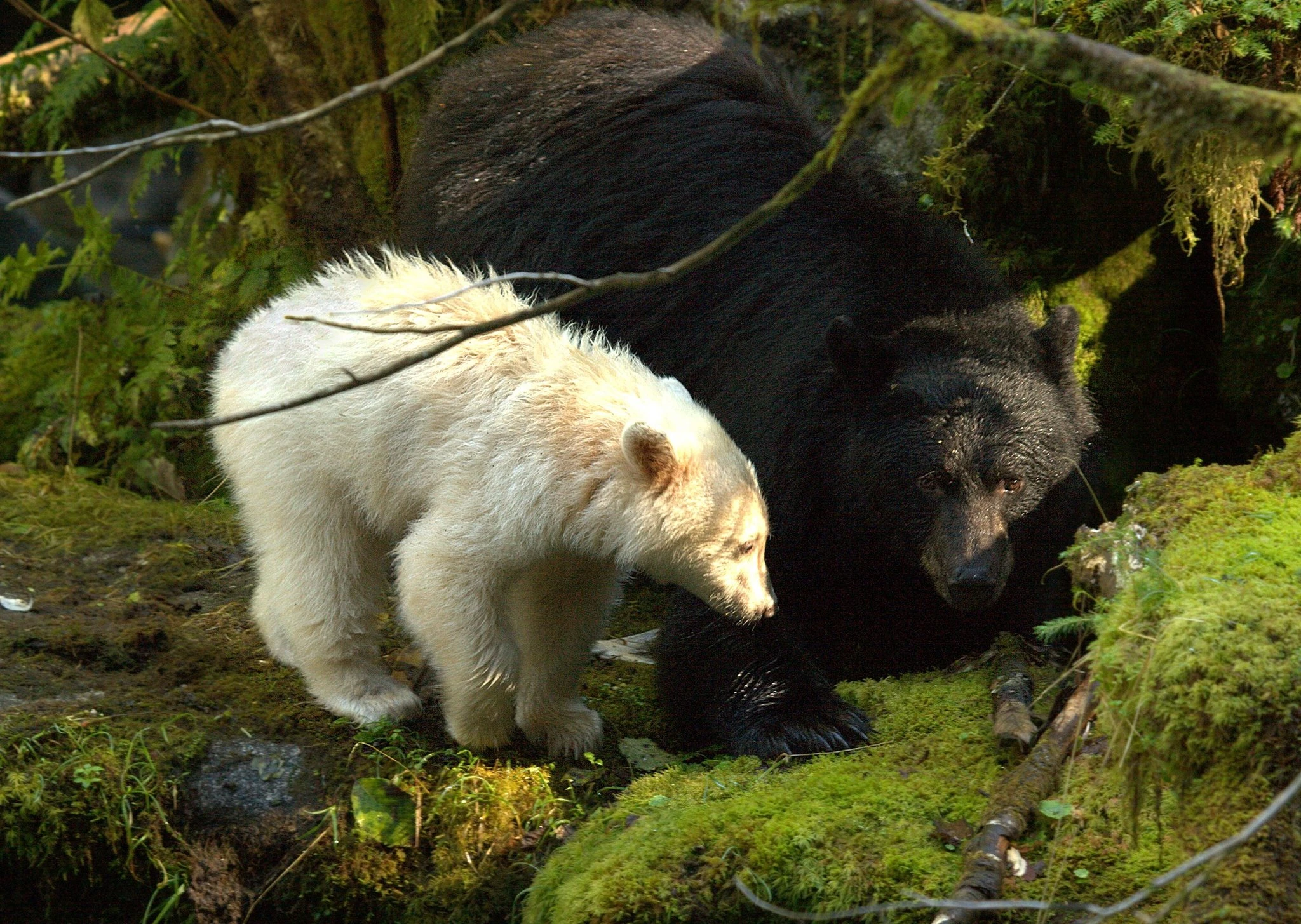 The frequency of the gene variant that causes the snowy coats was half as common as previous studies estimated.Credit: Doug Neasloss