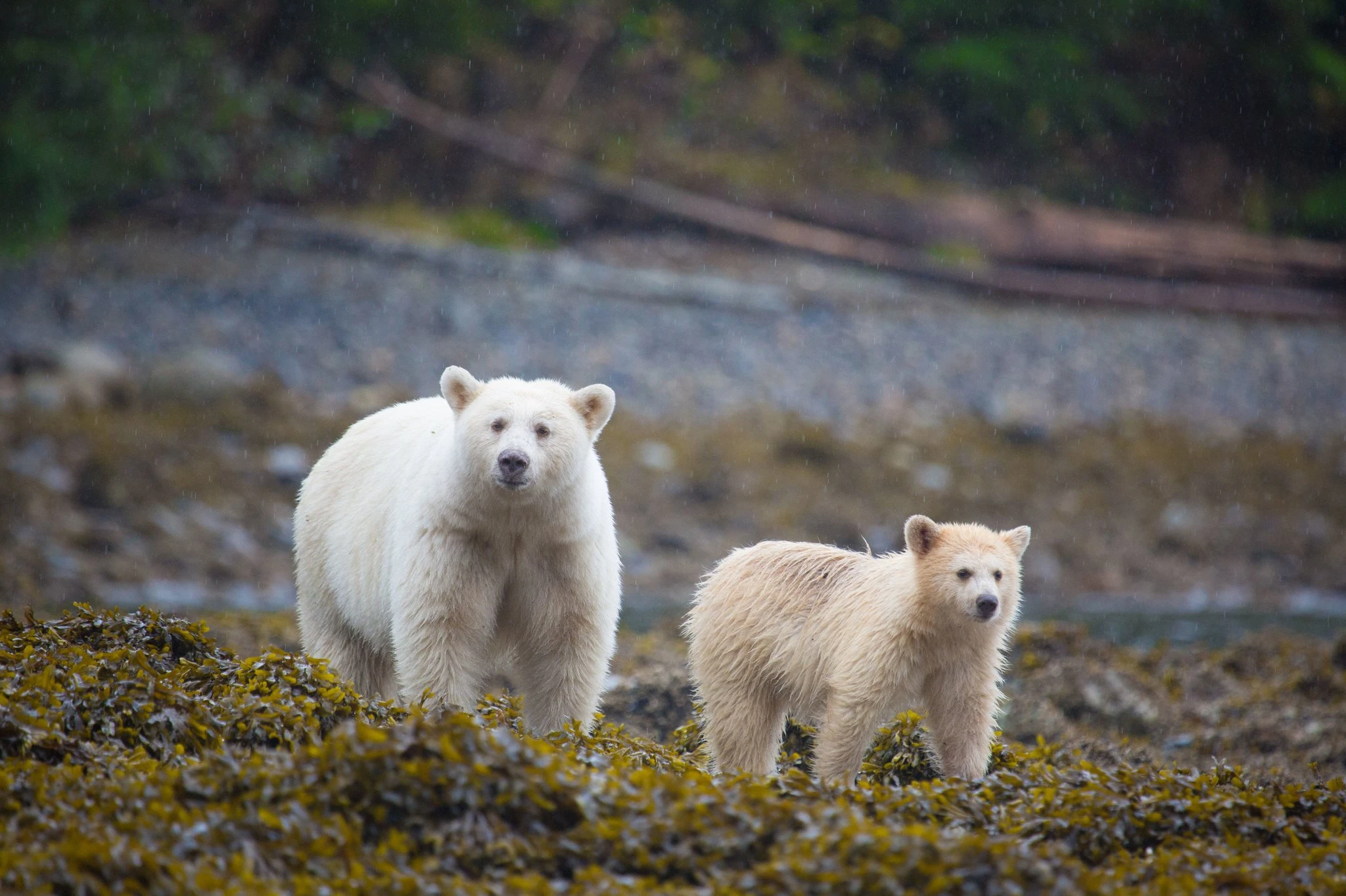 Spirit bears are not albinos, but born with the same genetic quirk that causes red hair in humans.Credit: Cael Cook