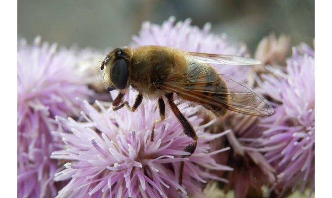 Norway Builds World’s First Bee Superhighway