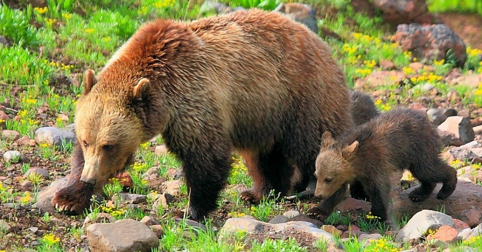 A mother and baby grizzly bear spotted in Yellowstone National Park. (Photo: I-Ting Chiang/CC BY-NC 2.0)