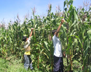 Holding Their Ground: Mexican Farmers Fight Back Against Monsanto