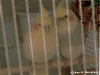 birdsforsale