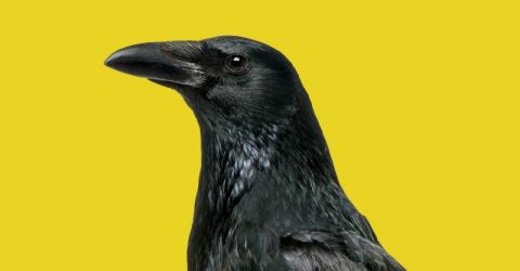 Side view of a Carrion Crow, Corvus corone