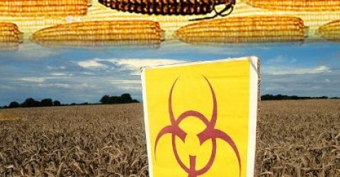 GMO-Corn-banned-by-Russia