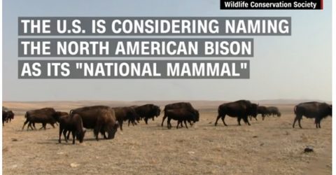 Bison CNN