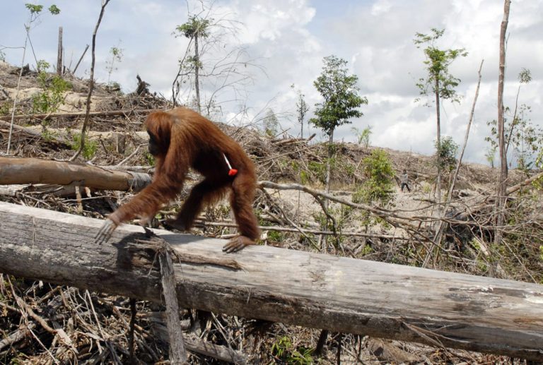 Palm Oil Orangutan