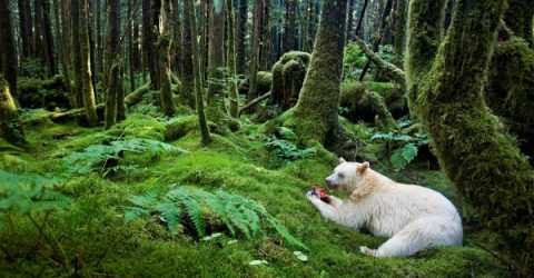 WhiteBearPacificRainForest