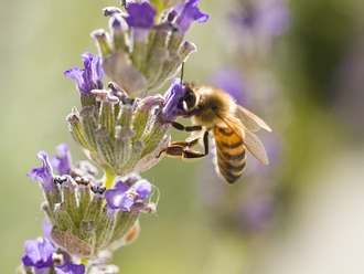 Tell Congress: Stop the pesticide that is killing bees