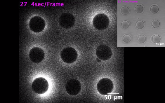  The top right and bottom left egg flashed brighter showing they were healthier. Credit: Northwestern University 