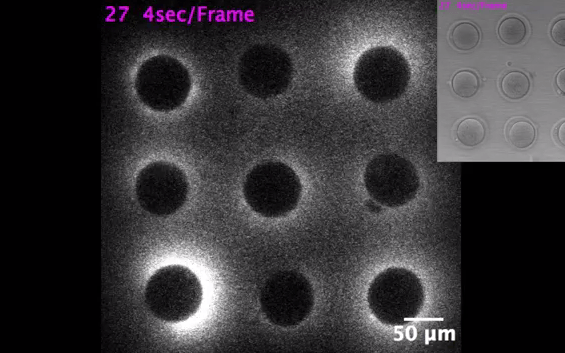  Eggs flash as they meet sperm enzyme, capturing the moment that life begins. Credit: NORTHWESTERN UNIVERSITY 