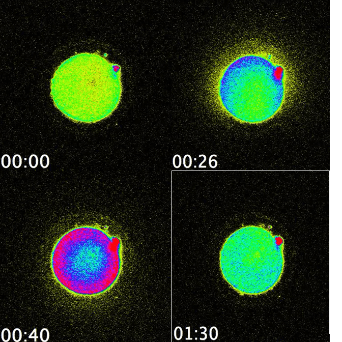  A fluorescent flash captures the moment that sperm enzyme enters the egg. Credit: Northwestern University 