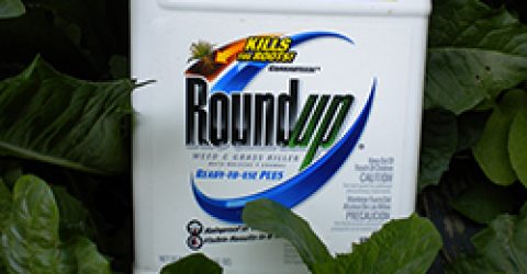 roundup-new